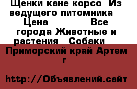 Щенки кане корсо! Из ведущего питомника! › Цена ­ 60 000 - Все города Животные и растения » Собаки   . Приморский край,Артем г.
